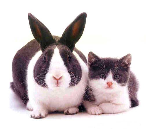 ネコとウサギ