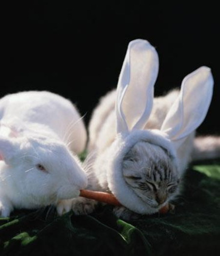 ウサギとネコ